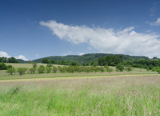 Obraz premium Schwarzwaldlandschaft. Wanderung von Raitbach (Schopfheim) nach Sattelhof zwischen Obstgärten, Felder und Wälder mit Blick auf den Gipfel der Hohen Möhr