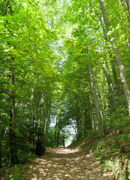 Schwarzwaldlandschaft. Rund um Raitbach (Schopfheim). Schmalere Wanderwege nach Sattelhof durch das angrenzende Waldgebiet gesäumt von hohen Buchen, Kiefern und Eichen
