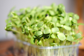 Organic sunflower microgreen sprouts closeup. Selective focus. Healthy food concept background