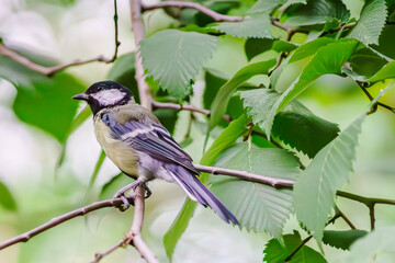 Birds frolic in the city