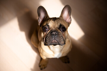 cute french bulldog puppy at home sitting on floor at sunlight