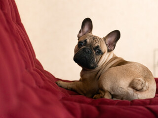 cute french bulldog puppy on sofa at home looking at camera