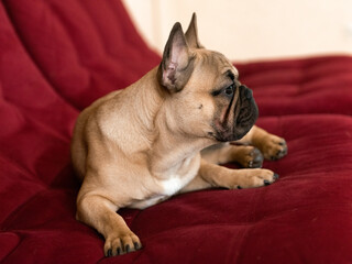 cute french bulldog puppy on sofa at home