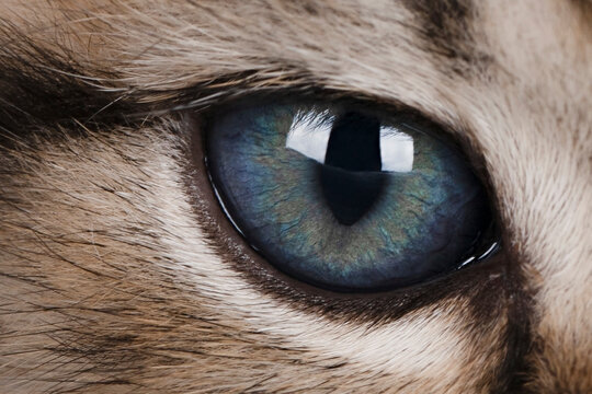 Cats Eye Images – Browse 1,356,253 Stock Photos, Vectors, and Video