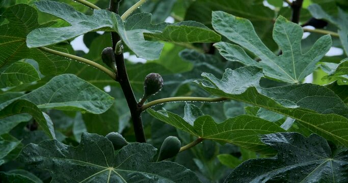 An extreme close up shot of a fig tree and its fruit during a heavy rainfall.