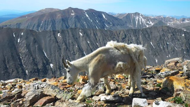 Cinematic adorable cute baby mountain goat sheep family playing at the top of mountain peak 14er Denver Colorado Mount Quandary Grays Torreys Breckenridge wildlife early morning blue sky Rockies