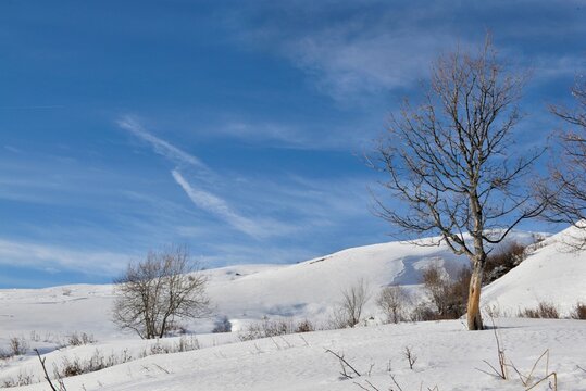 winter alpine landscape  covered with snow with trees under blue sky