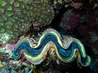 Giant tridacna in the Red Sea coral reef