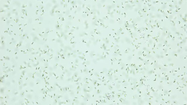 Unicellular algae Dunaliella salina under the microscope, Chlorophyta phylum, Volvocales order. Green in color, they live mainly in salty seas.