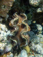 Giant tridacna in the Red Sea coral reef
