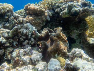 Naklejka na ściany i meble Giant tridacna in the Red Sea coral reef