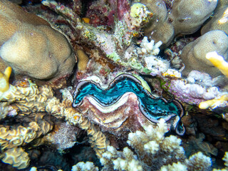 Giant tridacna in the Red Sea coral reef