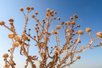 Milk thistle flower plant thorns thorny detail close up