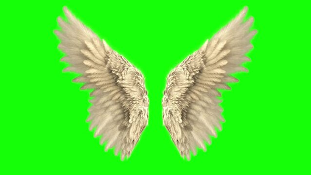 golden feather real angel wings, loops, fantasy fairy wings with a green screen, pair of bird angel wings