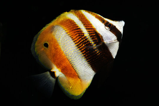 Golden girdled coralfish (Coradion chrysozonus) from Great Barrier reef