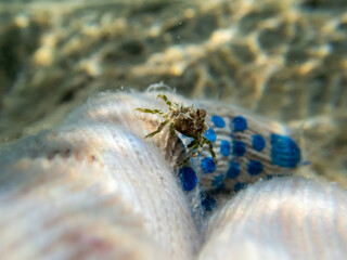 Pugettia gracilis in a Red Sea coral reef