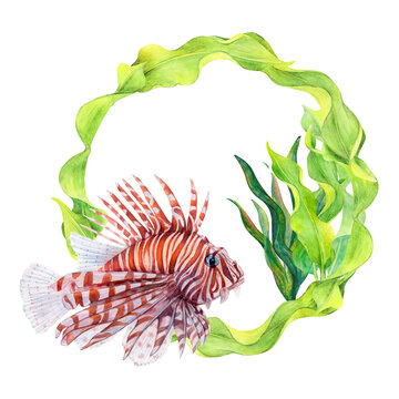 red striped lionfish swimming green seaweed clip art preview