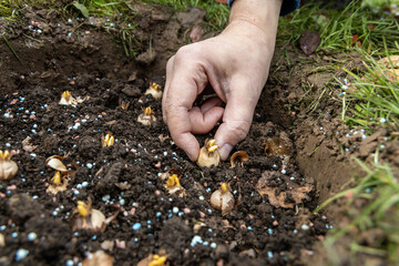 hand sadi in soil-soil flower bulbs. Hand holding a crocus bulb before planting in the ground