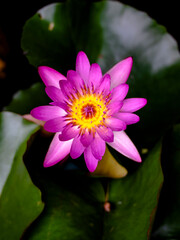 pink water lily