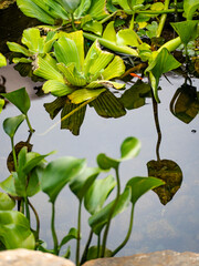 green and yellow flowers