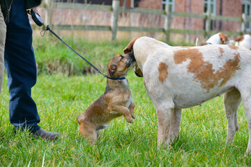 Let me whisper in your ear-small terrier type dog stands on back legs stretching up as if whispering into the ear of  larger fox hound as they wait for the hunt to start in the English countryside.