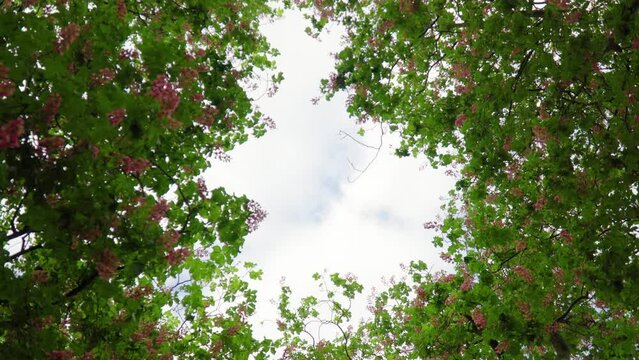 spinning view looking up through trees bushes with pink flowers heavenly scenery pleasant to look at cloudy weather sky relaxing wondering about life remembering something from the past cinematic