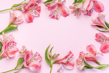 Beautiful Alstroemeria flowers on pink background