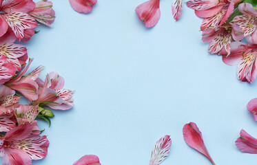 Beautiful Alstroemeria flowers on blue background