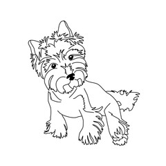 Vector drawing of a Yorkshire Terrier puppy. A sketch of a lying little dog
