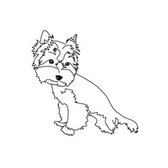 Vector drawing of a Yorkshire Terrier puppy. A sketch of a lying little dog