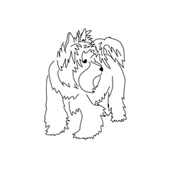 Vector drawing of a Yorkshire Terrier puppy. A sketch of a lying little dog