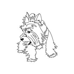 Vector drawing of a Yorkshire Terrier puppy. A sketch of a lying little dog