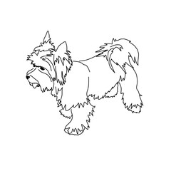 Vector drawing of a Yorkshire Terrier puppy. A sketch of a lying little dog