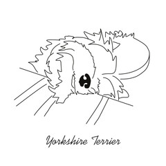 Vector drawing of a Yorkshire Terrier puppy. A sketch of a lying little dog