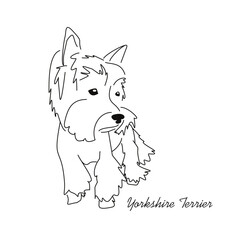 Vector drawing of a Yorkshire Terrier puppy. A sketch of a lying little dog