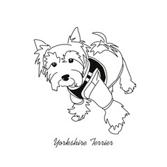 Vector drawing of a Yorkshire Terrier puppy. A sketch of a lying little dog