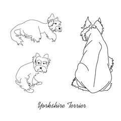 Vector drawing of a Yorkshire Terrier puppy. A sketch of a lying little dog