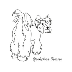 Vector drawing of a Yorkshire Terrier puppy. A sketch of a lying little dog