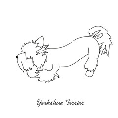 Vector drawing of a Yorkshire Terrier puppy. A sketch of a lying little dog