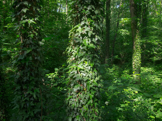Dense thickets in the forest