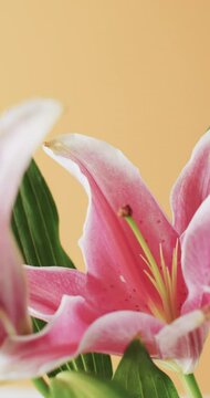Vertical video of pink lily flowers with copy space on yellow background