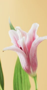 Vertical video of pink lily flower with copy space on yellow background