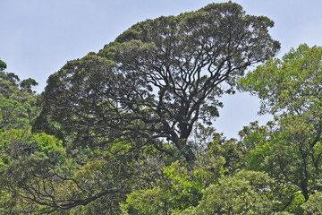 tree in the forest