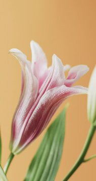 Vertical video of pink lily flowers with copy space on yellow background