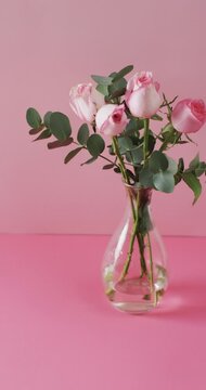 Vertical video of pink flowers in glass vase with copy space on pink background