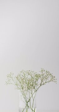 Vertical video of white flowers in glass vase with copy space on white background