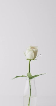 Vertical video of white rose flower in glass vase with copy space on white background