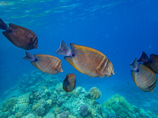 Naklejka na ściany i meble Zebrasoma sailor Desjardins in a coral reef of the Red Sea