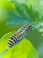 Swallowtail Butterfly against green brackground