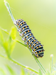 Swallowtail Butterfly against green brackground